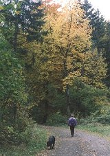 Wandelen in de Harz